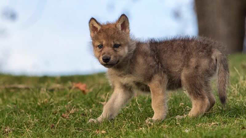 Wolf Pup Early Life