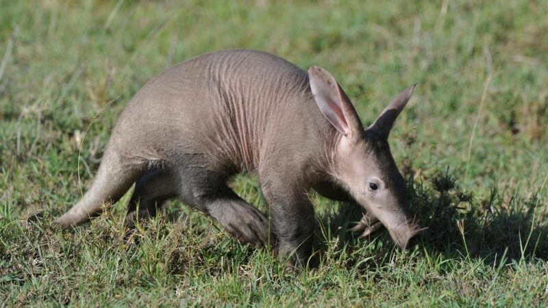 Aardvark