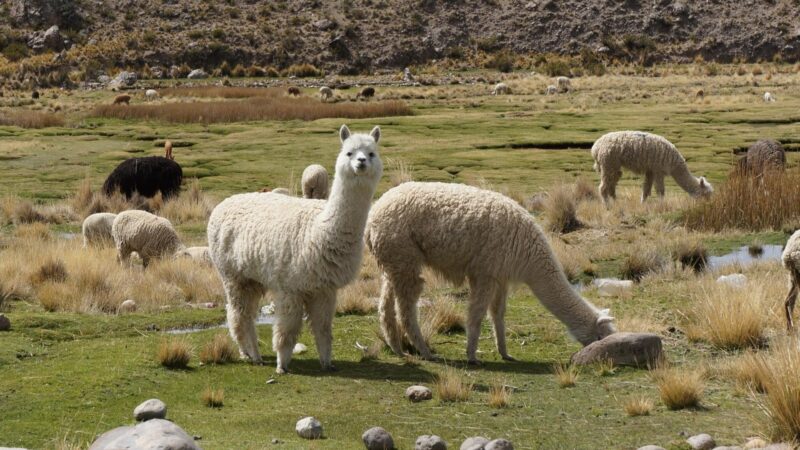 Alpacas