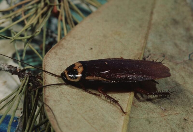 American Roaches