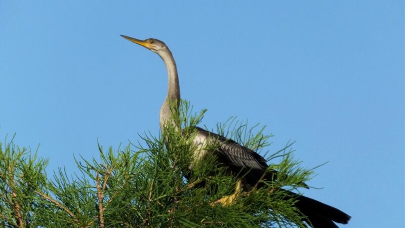 Anhinga