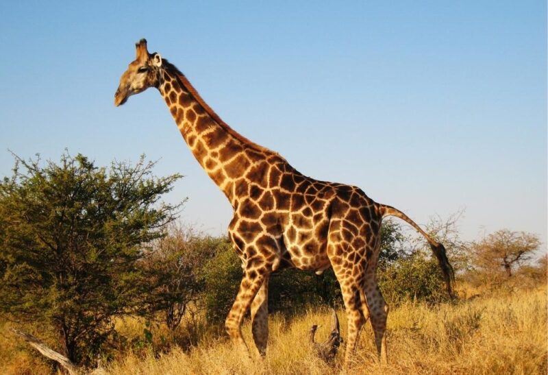 Animals With Long Necks