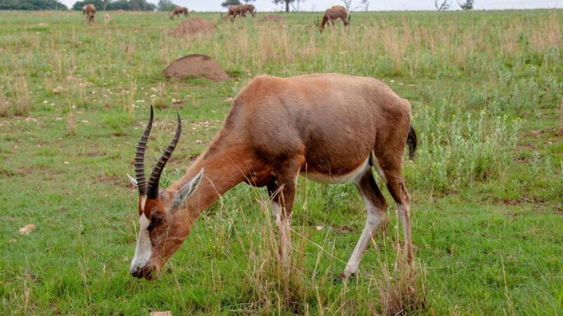 Antelope