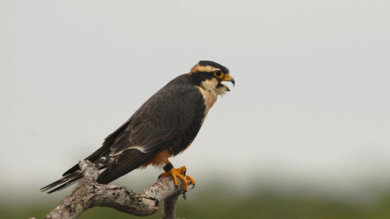 8 Types of Falcons in North America | All You Need to Know! - EXOtella