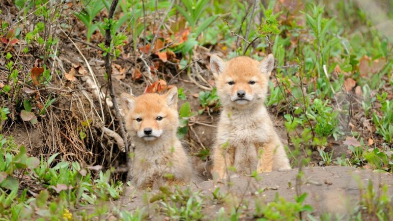 Are Baby Coyotes Dangerous