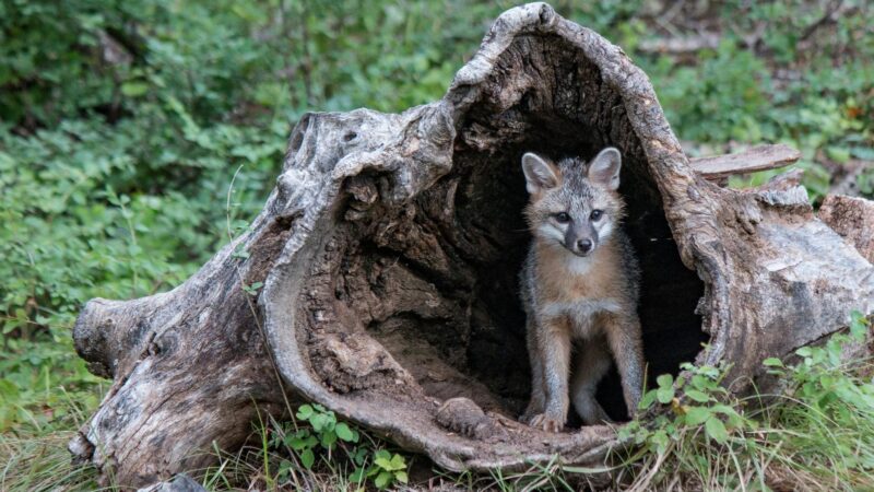 Are Fox Dens Protected