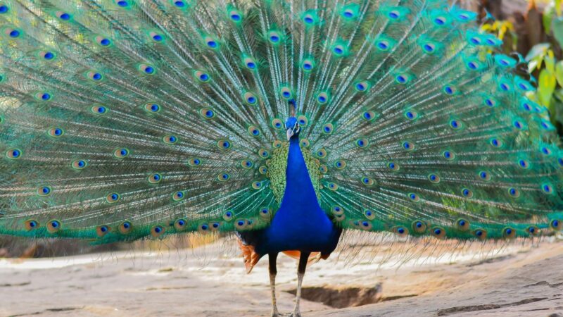 Are Peacocks a Flightless Bird