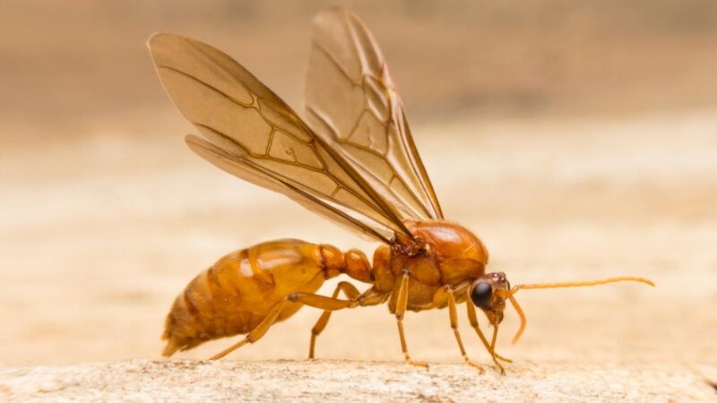 Are Queen Ants Male or Female