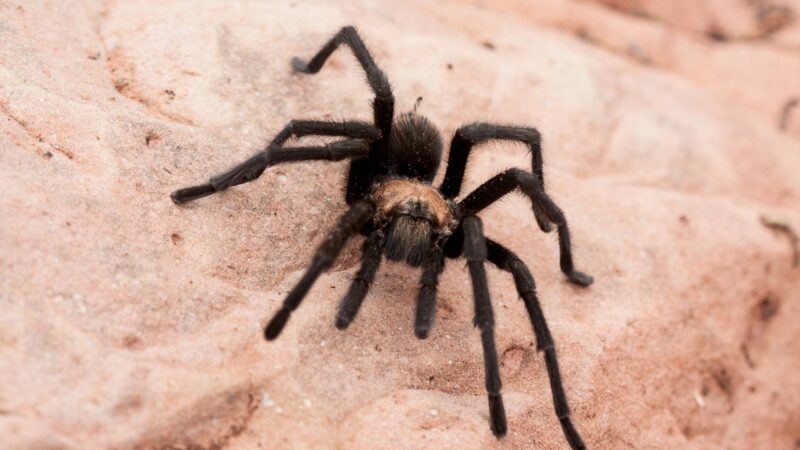 Are Tarantulas Blind