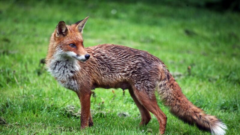Are There Any Other Animals Known as Vixens