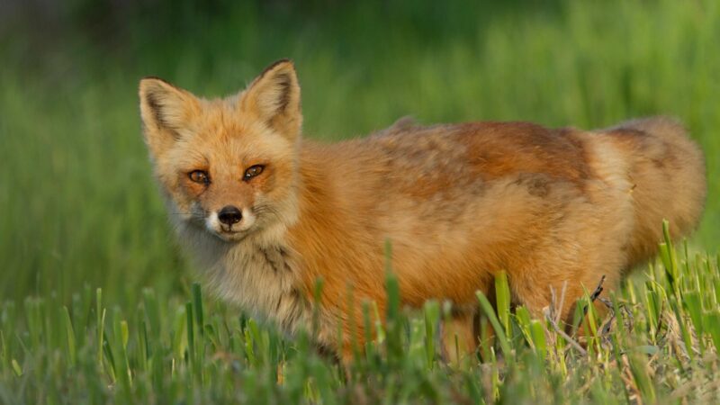 Are There Any Other Names for Female Foxes