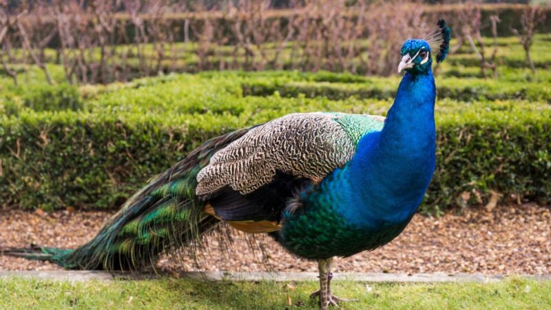 Best Ways to Keep Your Pet Peacocks in the Yard