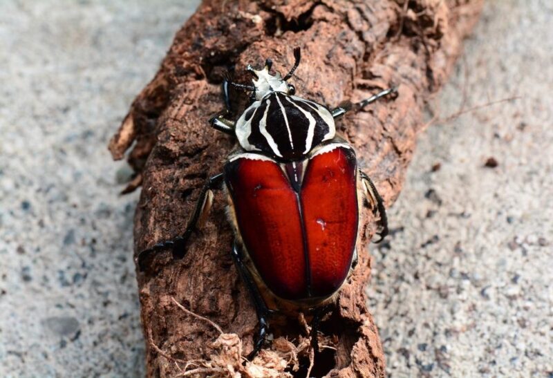 Biggest Insects in the World