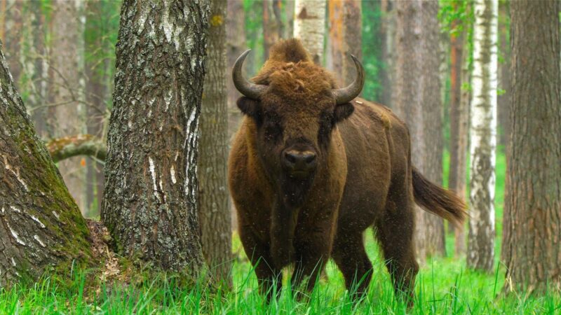 Bison