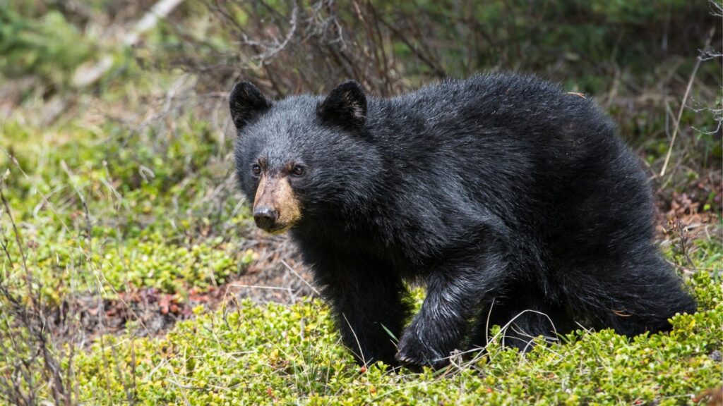 Black Bear Population by State