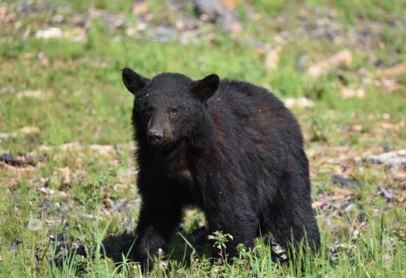 Black Bear Population by State.