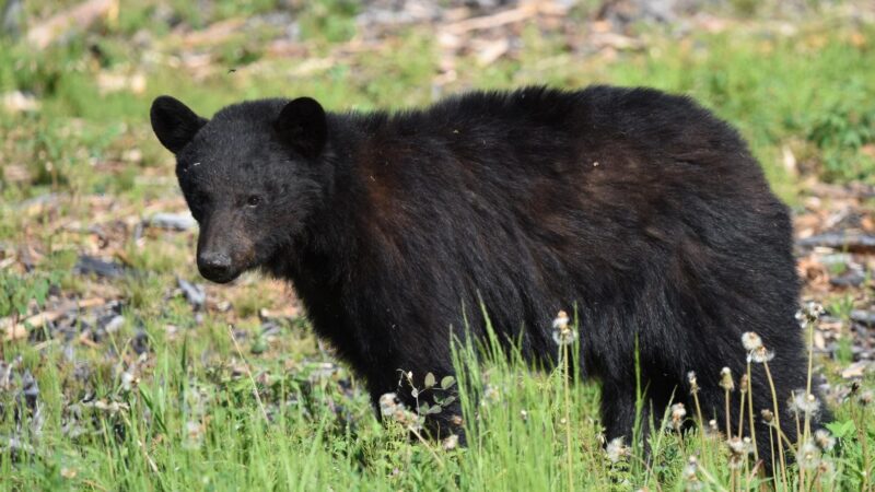 Black Bear