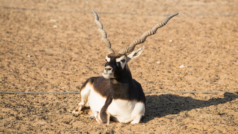 Blackbuck (Indian Antelope)