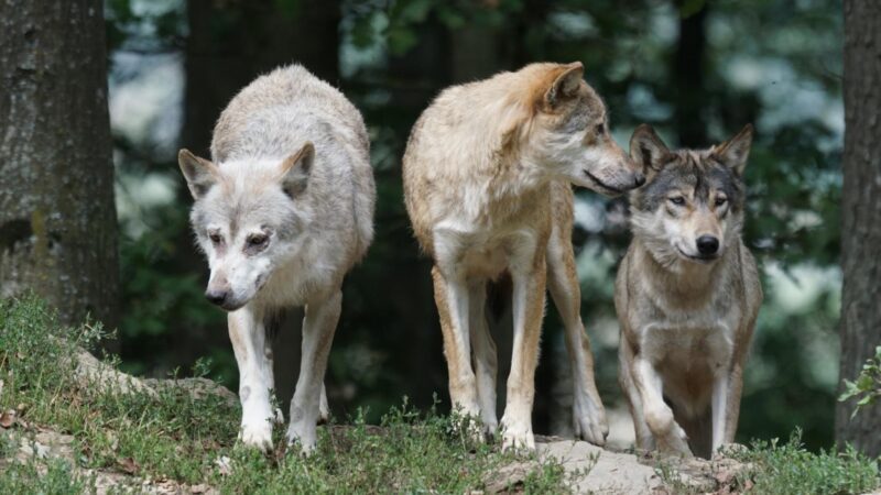 Can Wolves Be Herbivores
