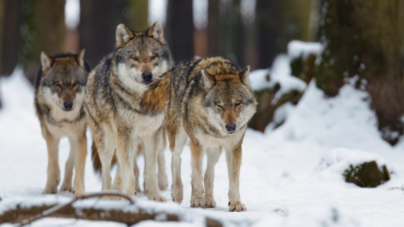 Can Wolves Be Omnivores