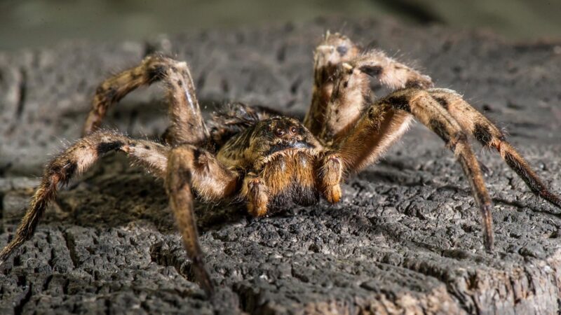 Can You Identify Spiders Based on Their Eyes