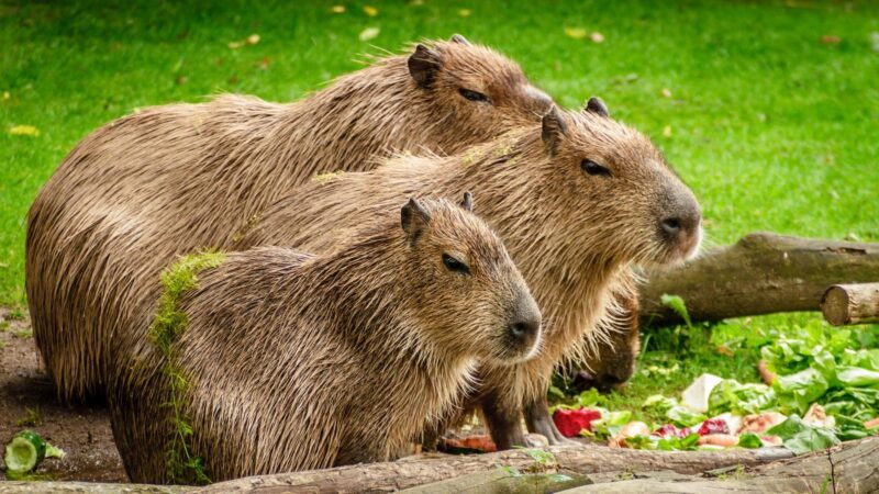 Capybara