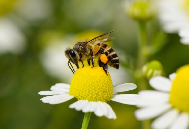 Do All Bees Make Honey