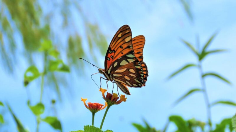 Do Butterflies Hibernate