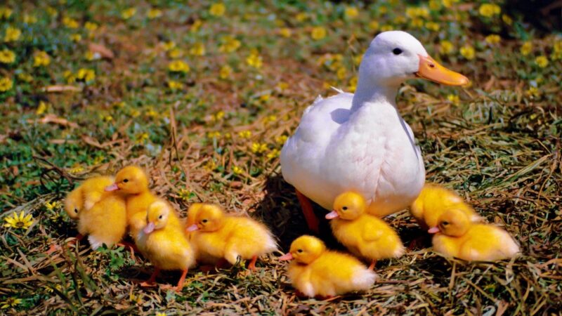 Do Ducklings Have Feathers
