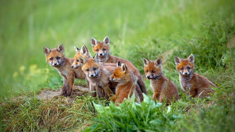 Do Foxes Share Their Dens