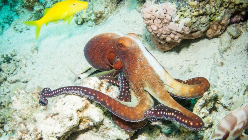 Do Octopuses Have Teeth