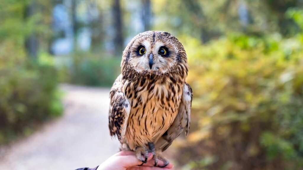 Do Owls Make Good Pets