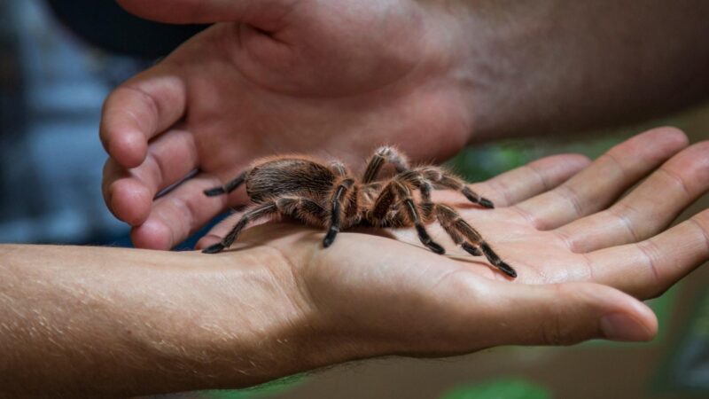 Do Pet Tarantulas Recognize Their Owners With Their Eyes