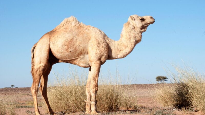 Dromedary Camels