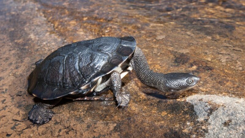 Eastern Snake-Necked Turtles