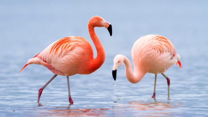 Flamingos