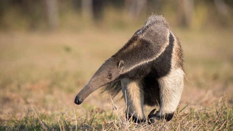 Giant Anteater