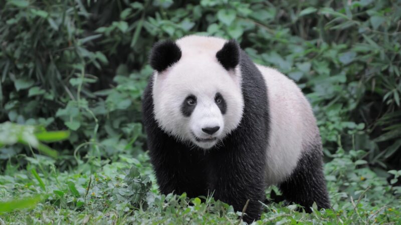 Giant panda