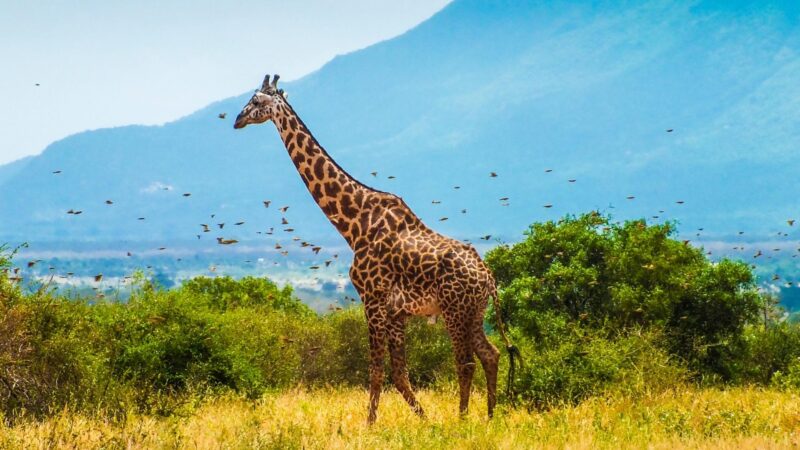 Giraffes