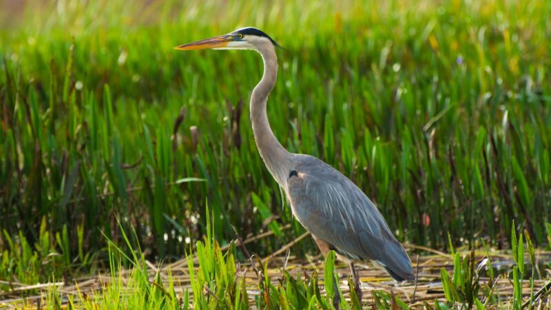 Great Blue Heron