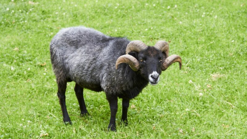Hebridean Sheep