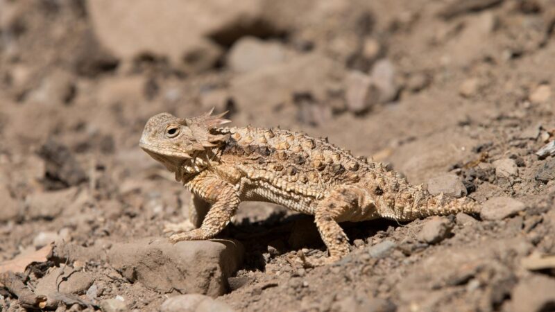 Horned Lizards