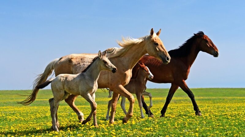 Horses