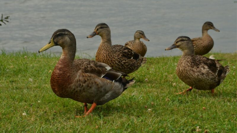 How Are Duck Feathers Harvested