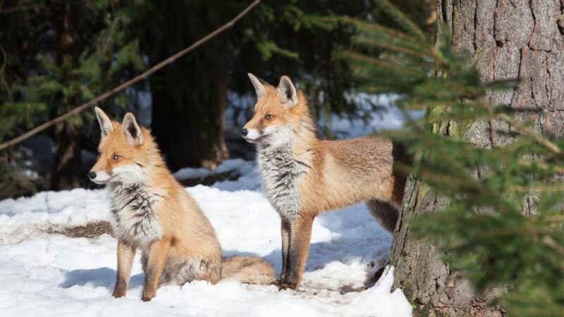 How Can You Tell a Male Fox From a Female Fox