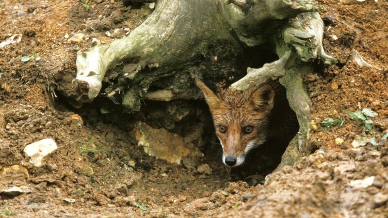 How Deep Are Fox Dens