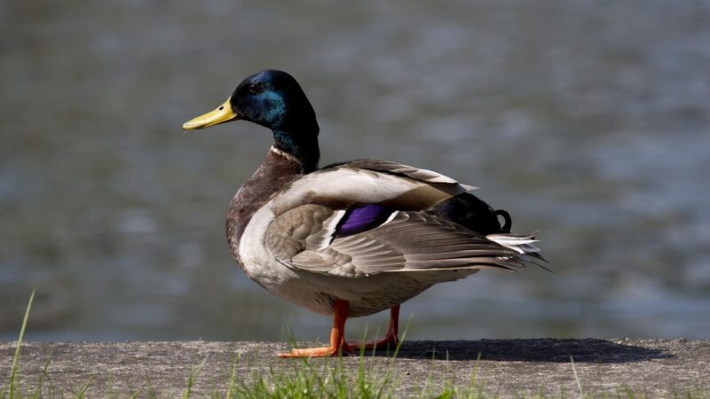How Do Ducks Take Care of Their Feathers