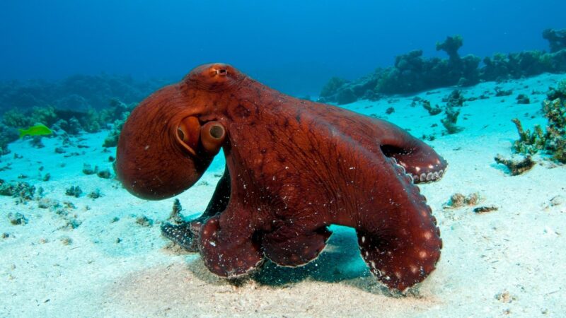 How Do Octopuses Eat