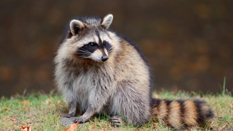 How Do Raccoons Behave in Cities Versus in the Wild
