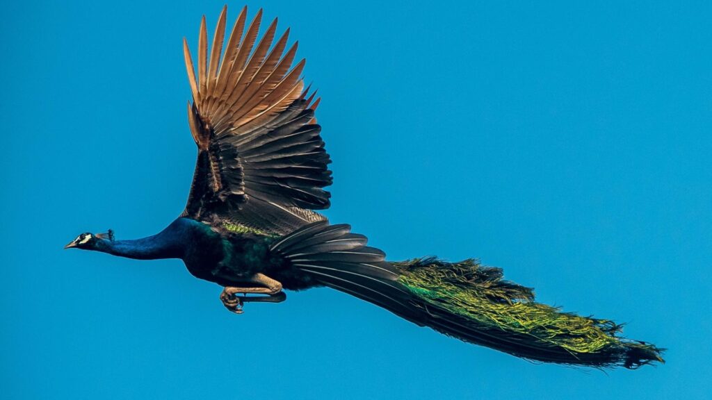 How Long Can Peacocks Fly